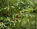 monkey-bread tree ، lemonade tree